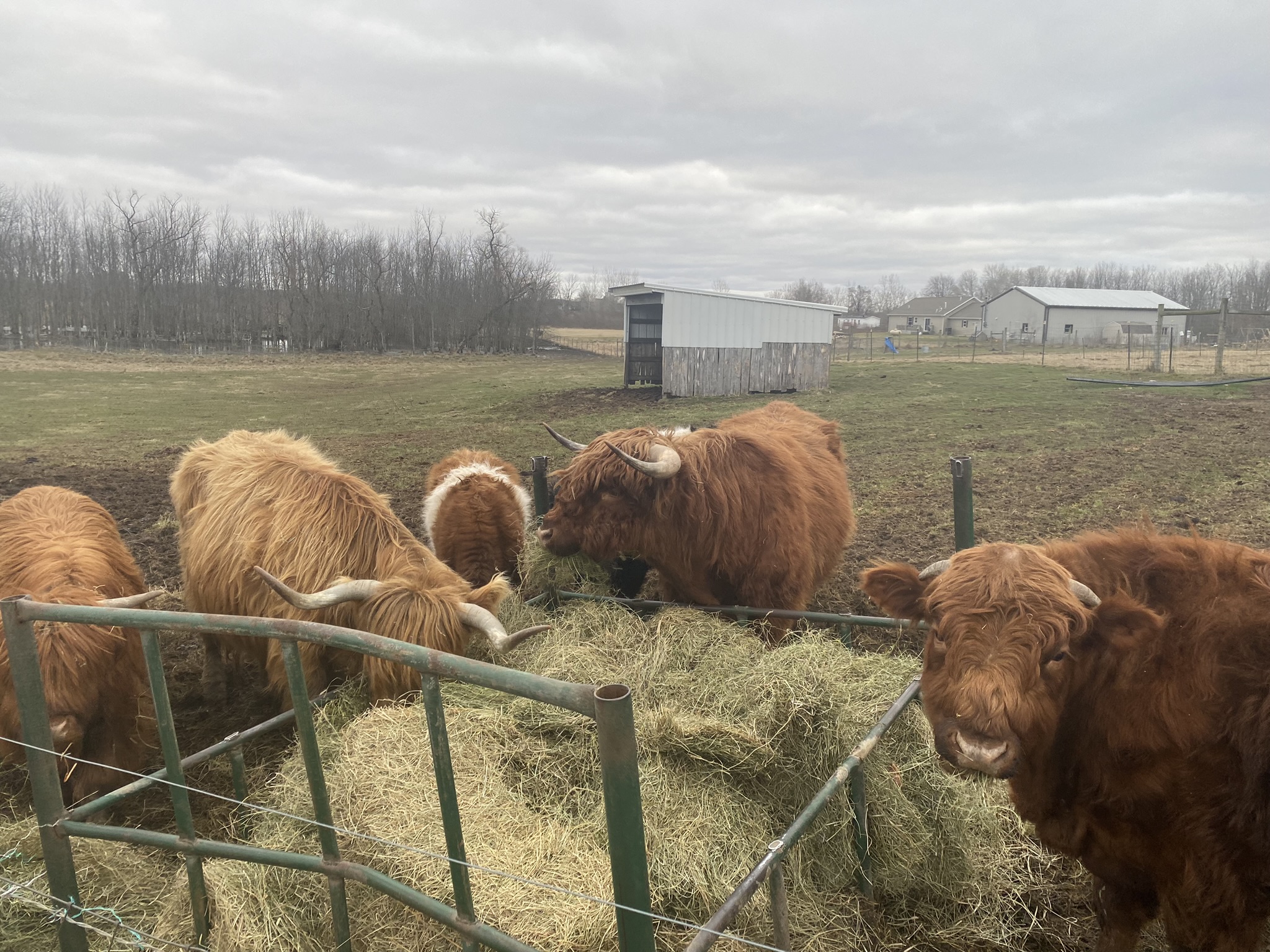 Highland Cow