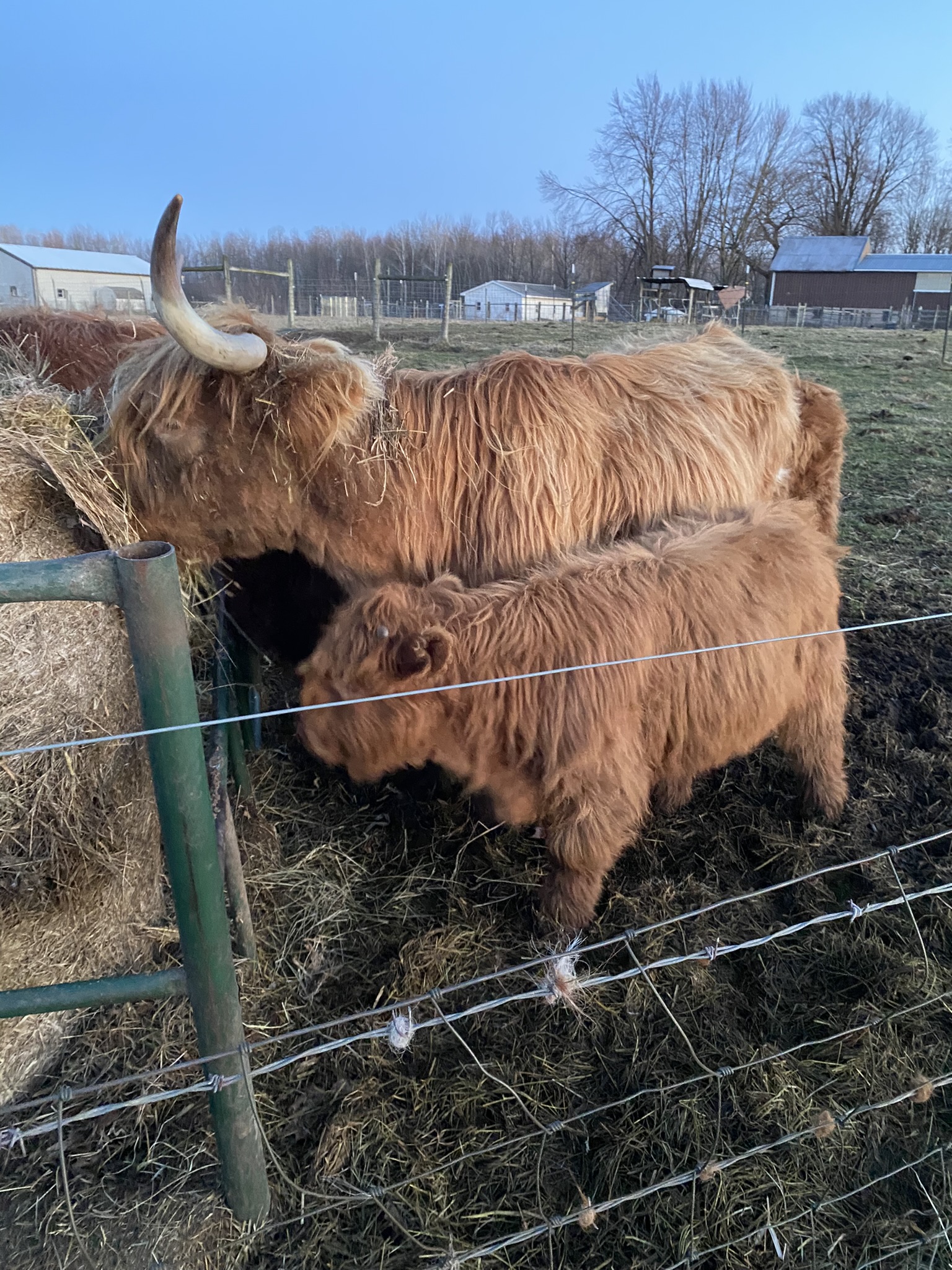 Highland Cow
